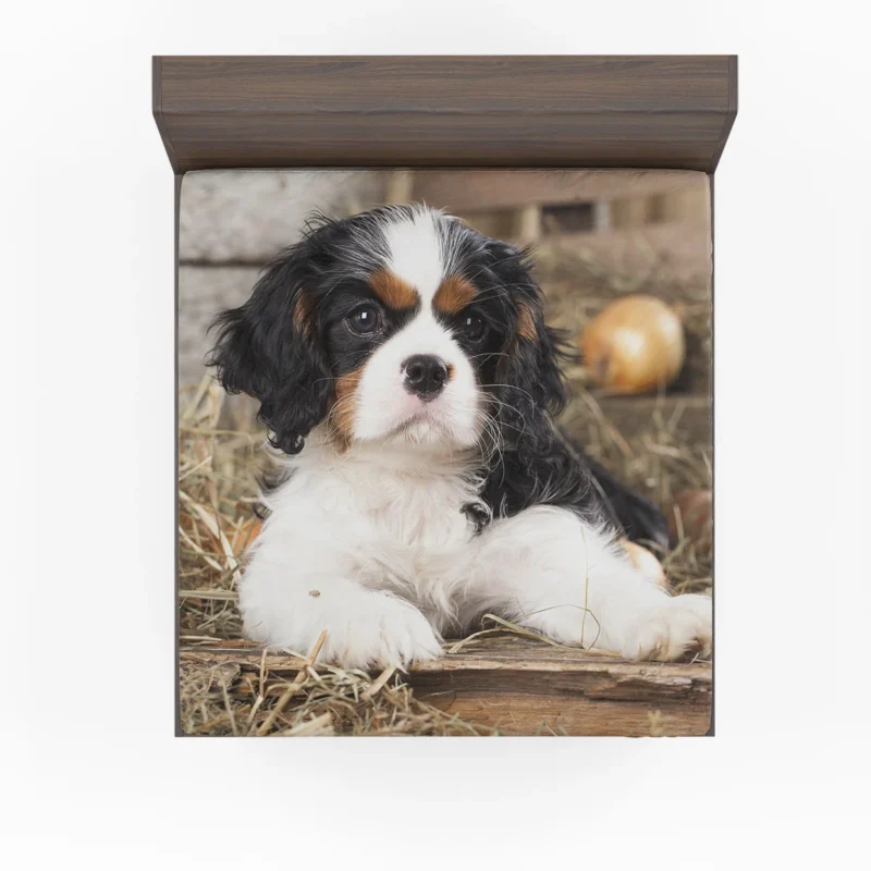 Adorable Quartet: Cavalier King Charles Spaniel Puppies Fitted Sheet