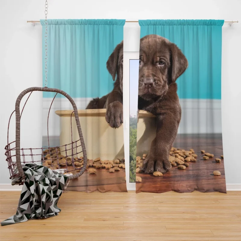 Adorable Quartet: Chocolate Labrador Puppies Window Curtain