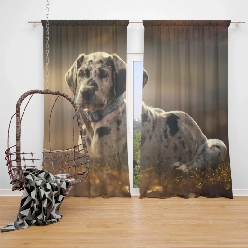 Adorable Quartet: Great Dane Puppies in Fog Window Curtain