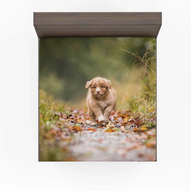 Adorable Quartet: Nova Scotia Duck Tolling Retriever Puppies Fitted Sheet