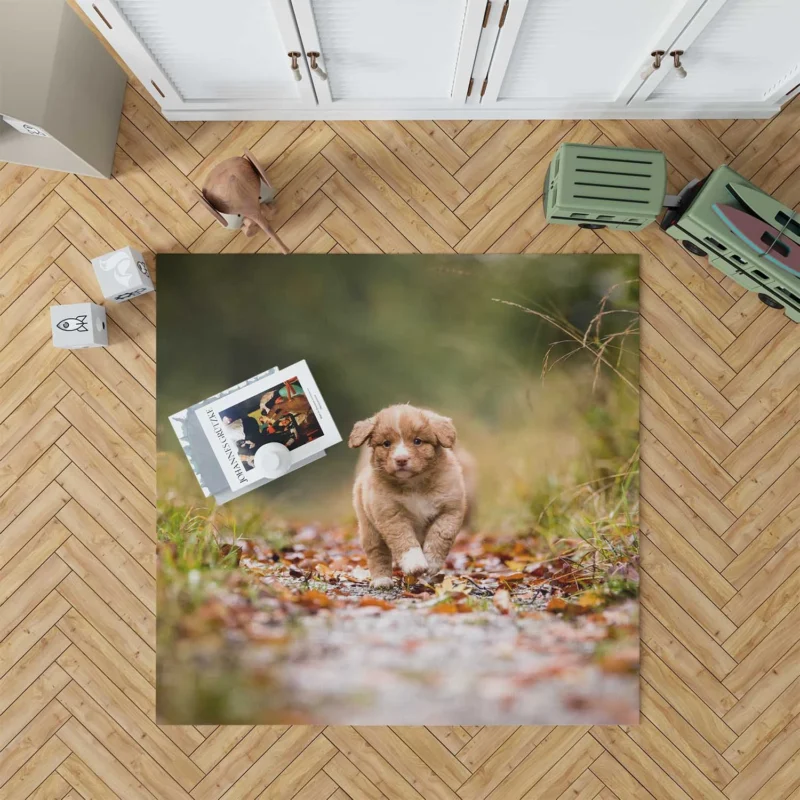 Adorable Quartet: Nova Scotia Duck Tolling Retriever Puppies Floor Rug