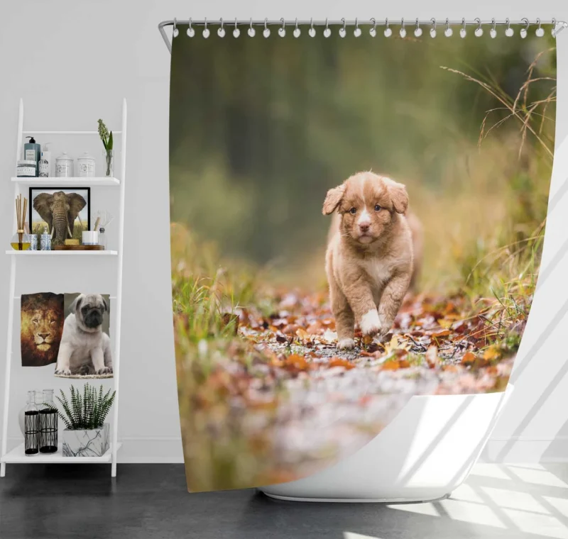 Adorable Quartet: Nova Scotia Duck Tolling Retriever Puppies Shower Curtain