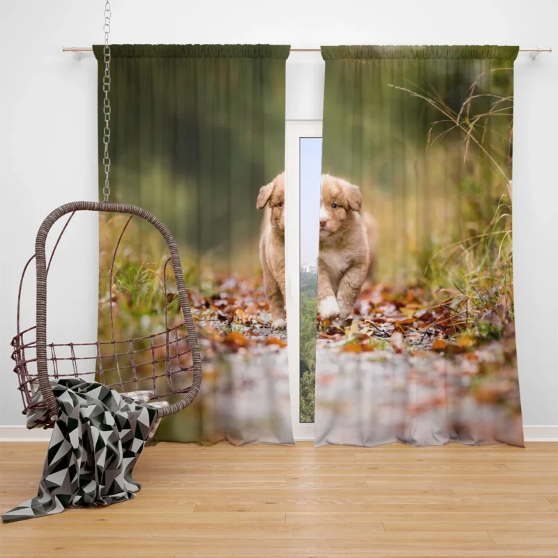 Adorable Quartet: Nova Scotia Duck Tolling Retriever Puppies Window Curtain