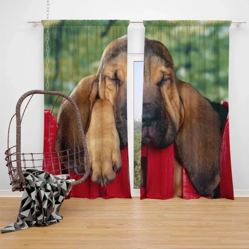 Adorable Sleeping Bloodhound Puppies: Bloodhound Window Curtain