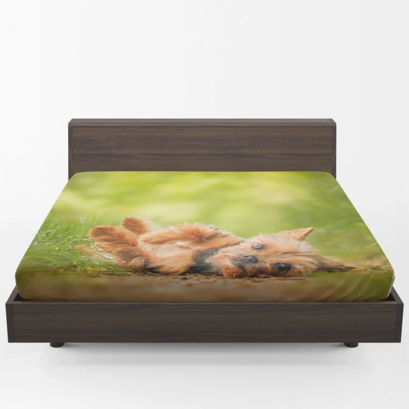 Adorable and Endearing: Yorkshire Terrier Quartet Fitted Sheet 1