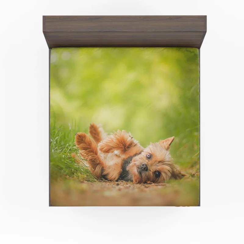 Adorable and Endearing: Yorkshire Terrier Quartet Fitted Sheet