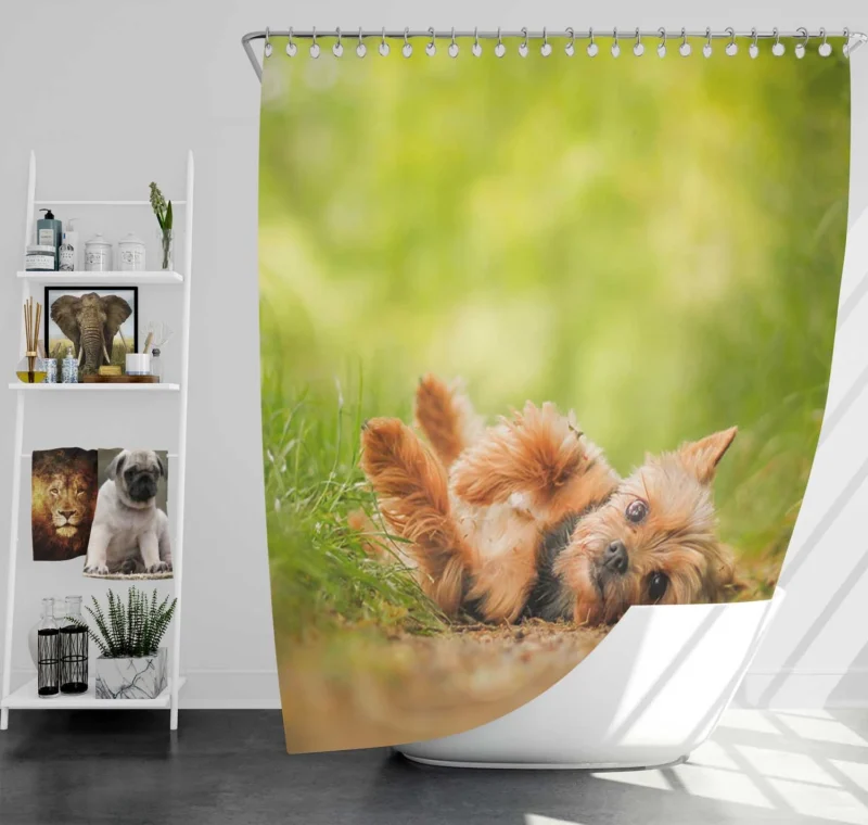 Adorable and Endearing: Yorkshire Terrier Quartet Shower Curtain