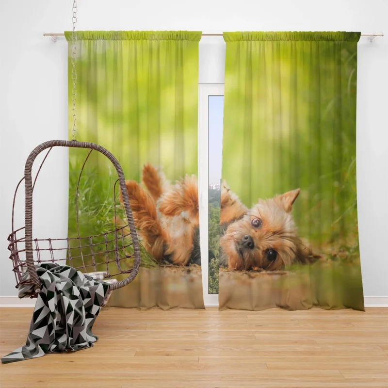 Adorable and Endearing: Yorkshire Terrier Quartet Window Curtain