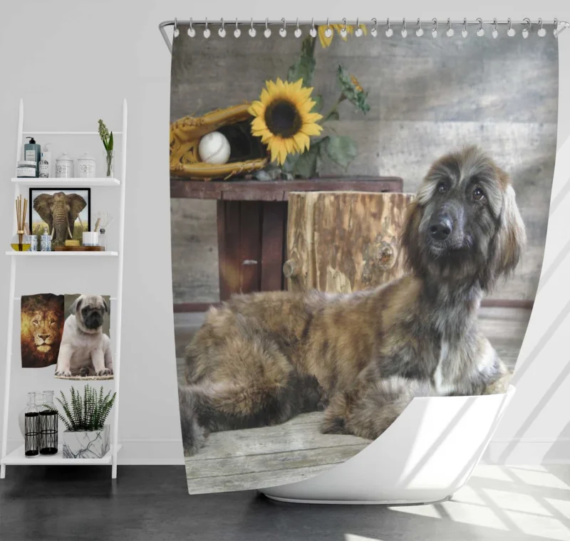 Afghan Hound Quartet: Abundance of Furry Elegance Shower Curtain