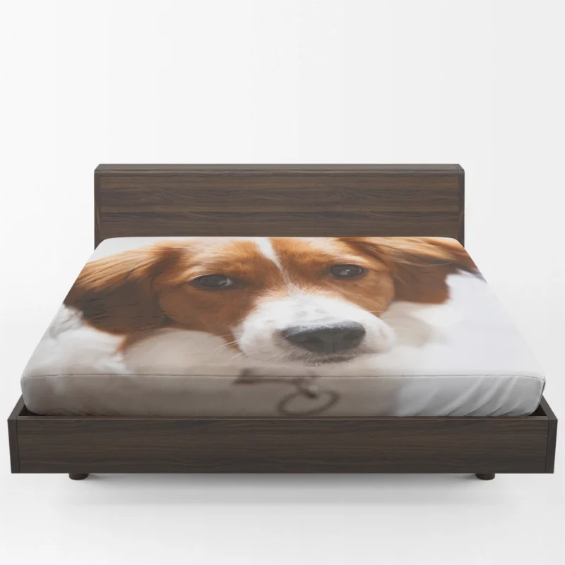 Agile and Energetic Border Collie: Border Collie Fitted Sheet 1