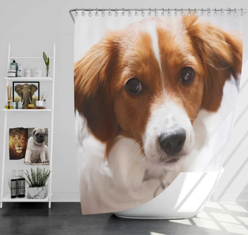 Agile and Energetic Border Collie: Border Collie Shower Curtain