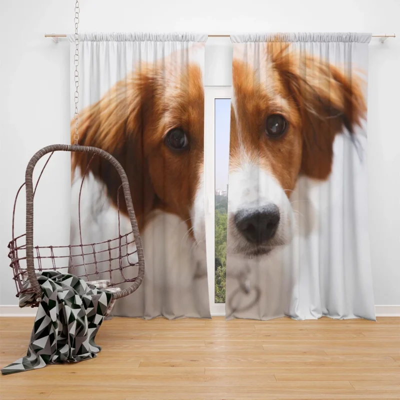 Agile and Energetic Border Collie: Border Collie Window Curtain