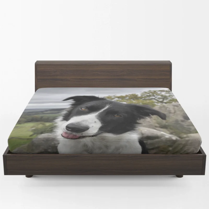 Agile and Energetic Border Collie Dog: Border Collie Fitted Sheet 1