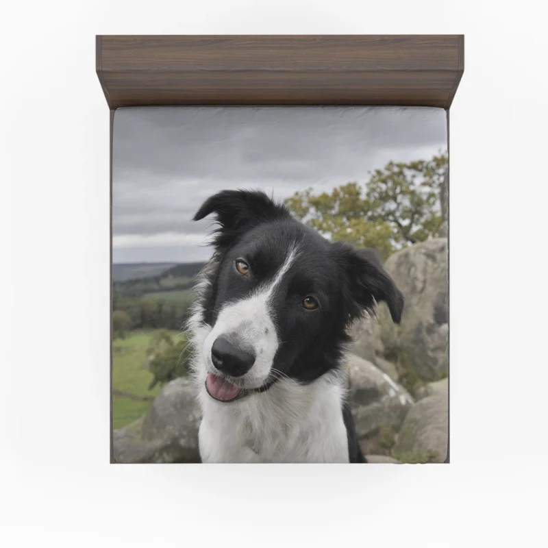 Agile and Energetic Border Collie Dog: Border Collie Fitted Sheet