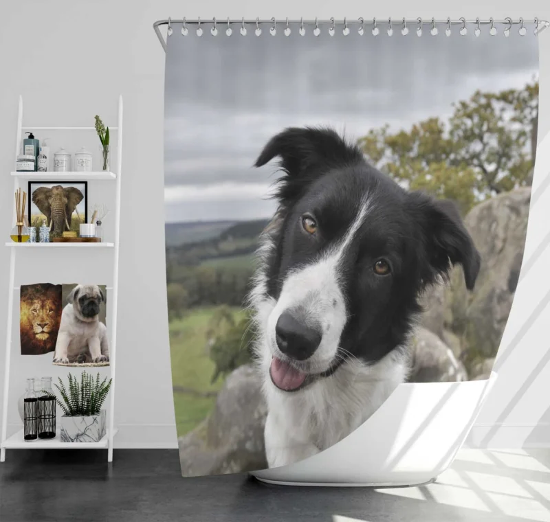 Agile and Energetic Border Collie Dog: Border Collie Shower Curtain