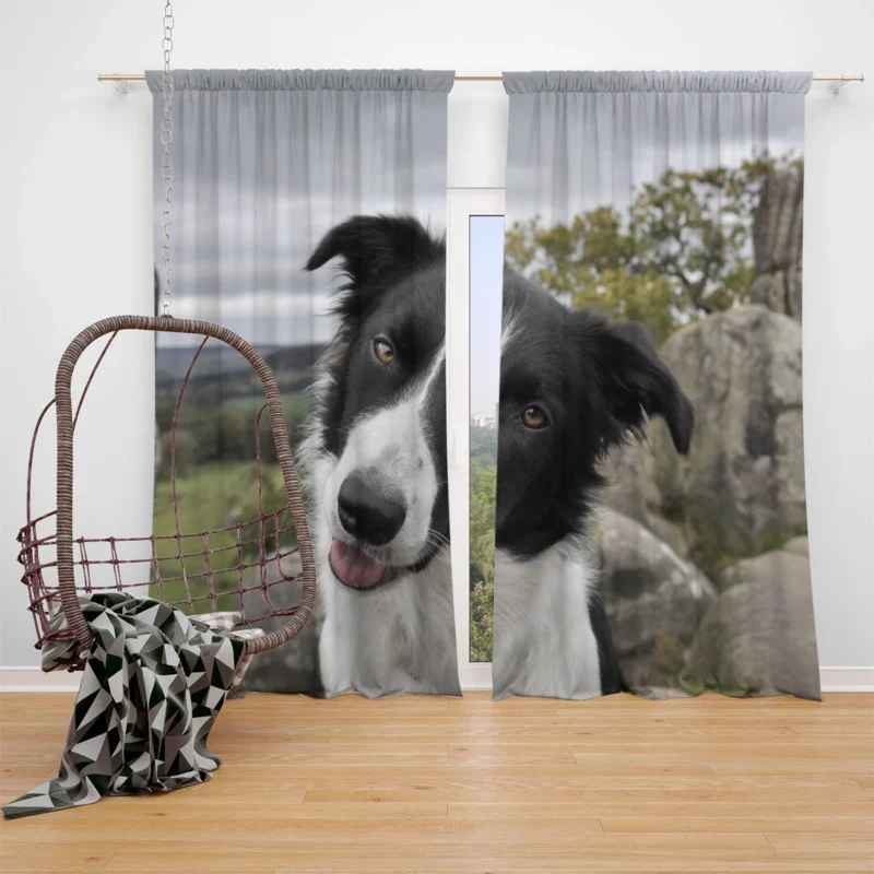 Agile and Energetic Border Collie Dog: Border Collie Window Curtain