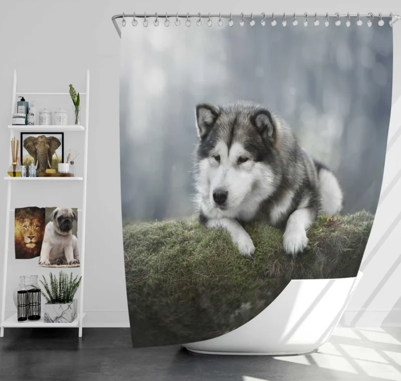 Alaskan Malamute Quartet in a Mossy Oasis Shower Curtain