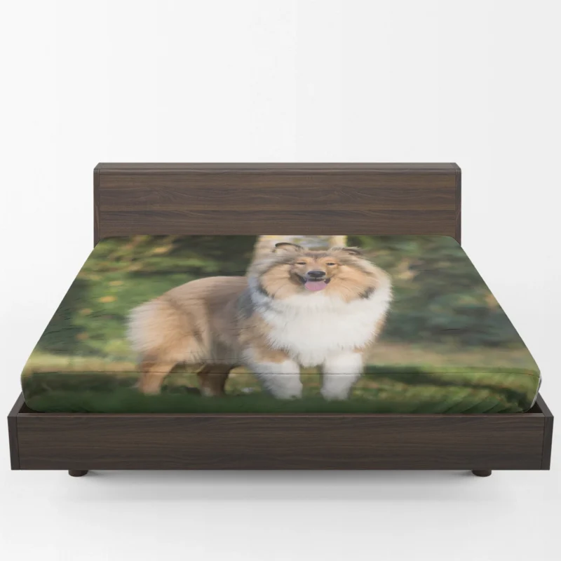 Alluring Depth of Field: Shetland Sheepdog Quartet Fitted Sheet 1