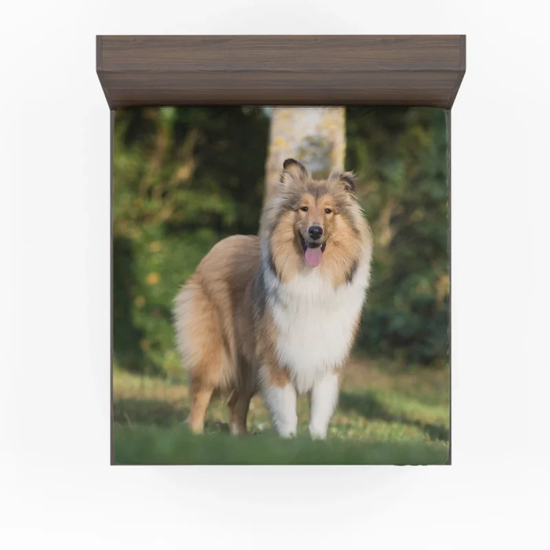 Alluring Depth of Field: Shetland Sheepdog Quartet Fitted Sheet