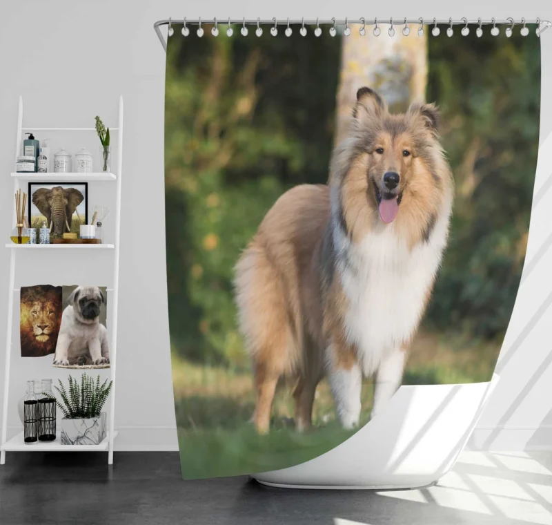 Alluring Depth of Field: Shetland Sheepdog Quartet Shower Curtain