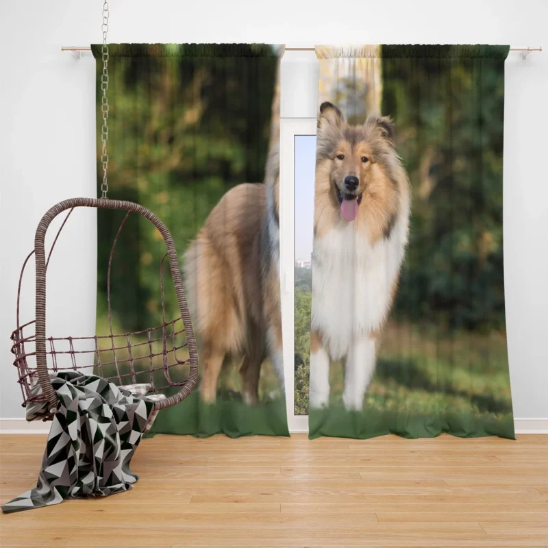 Alluring Depth of Field: Shetland Sheepdog Quartet Window Curtain