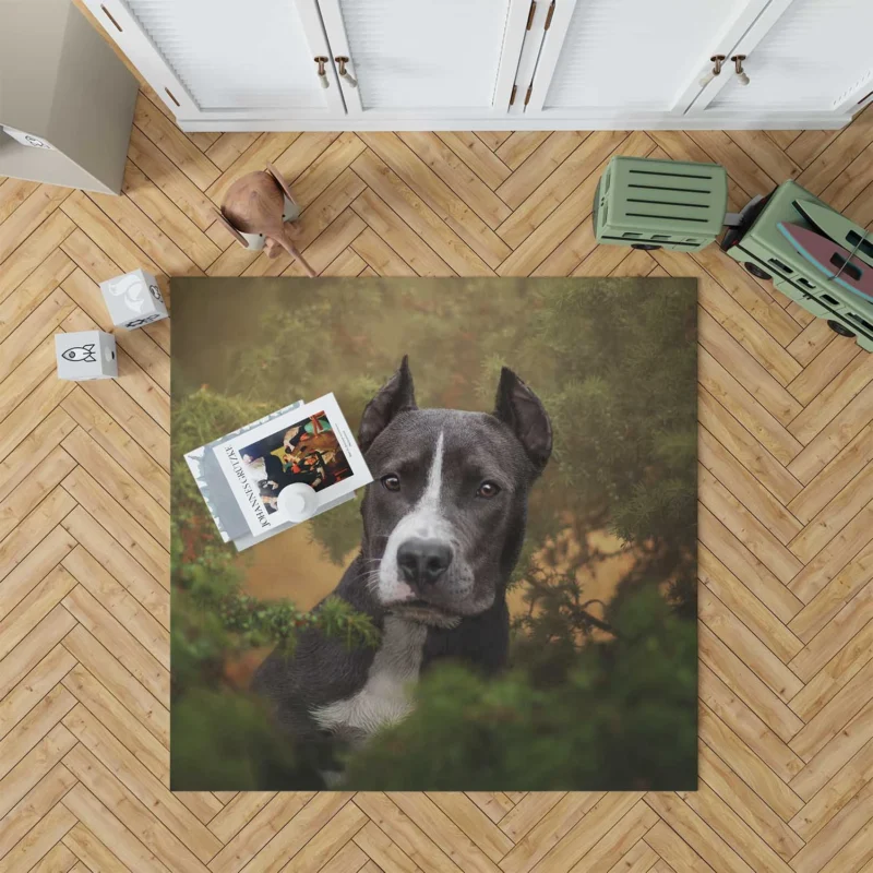 American Staffordshire Excellence: Bull Terrier Quartet Floor Rug