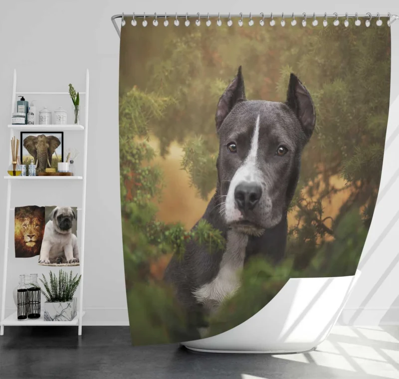 American Staffordshire Excellence: Bull Terrier Quartet Shower Curtain