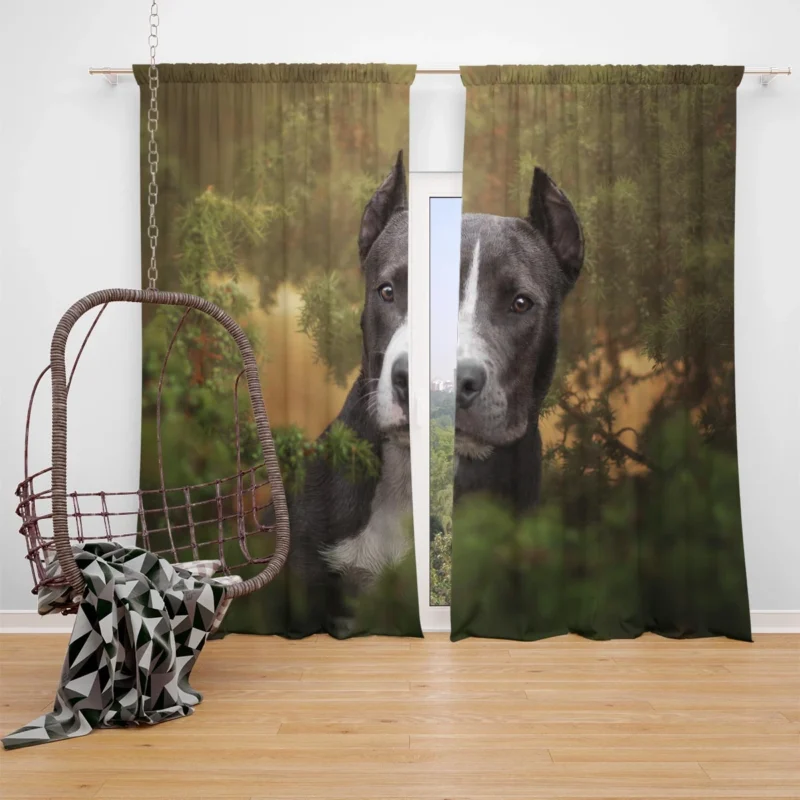 American Staffordshire Excellence: Bull Terrier Quartet Window Curtain