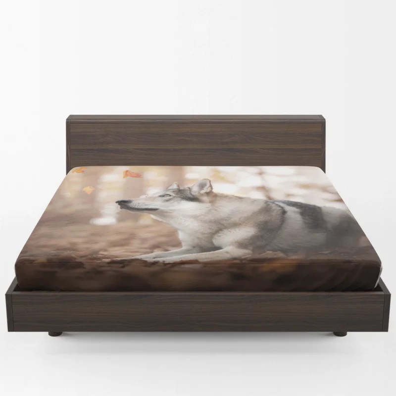 Amidst Bokeh Delight: Wolfdog Quartet Fitted Sheet 1