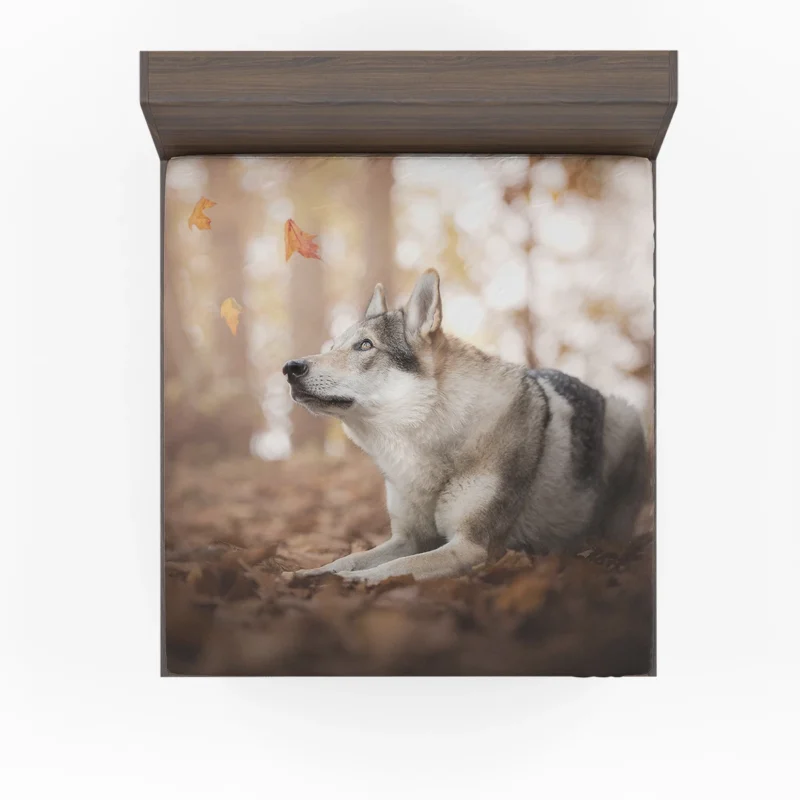 Amidst Bokeh Delight: Wolfdog Quartet Fitted Sheet