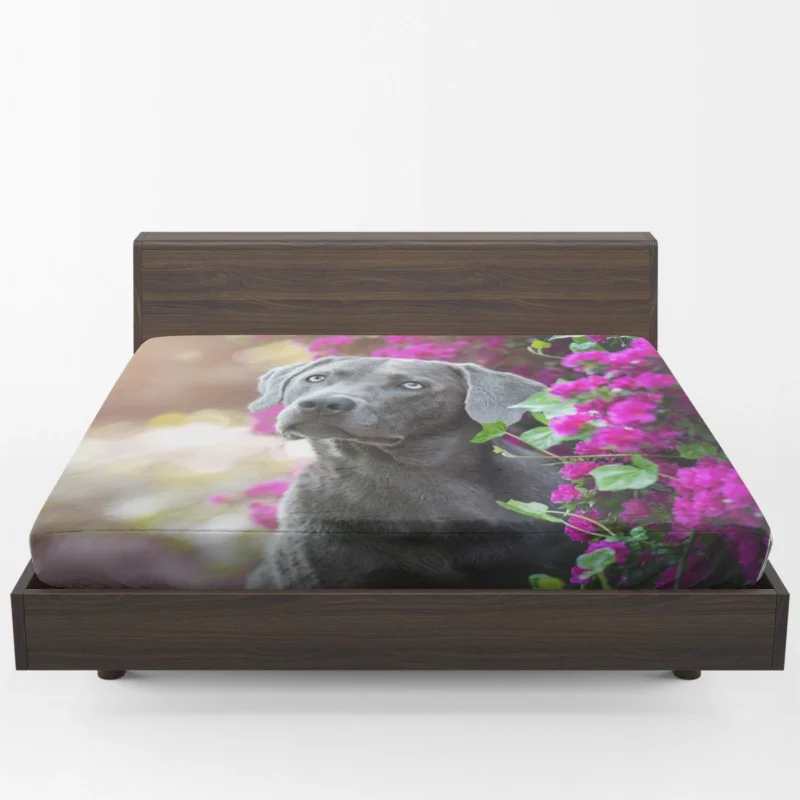 Amidst Purple Blooms: Weimaraner Quartet Fitted Sheet 1