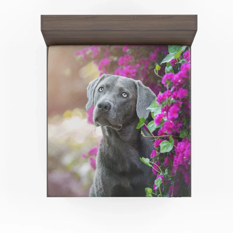 Amidst Purple Blooms: Weimaraner Quartet Fitted Sheet