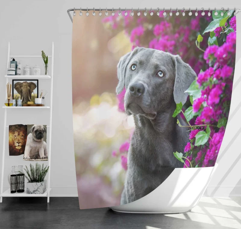 Amidst Purple Blooms: Weimaraner Quartet Shower Curtain