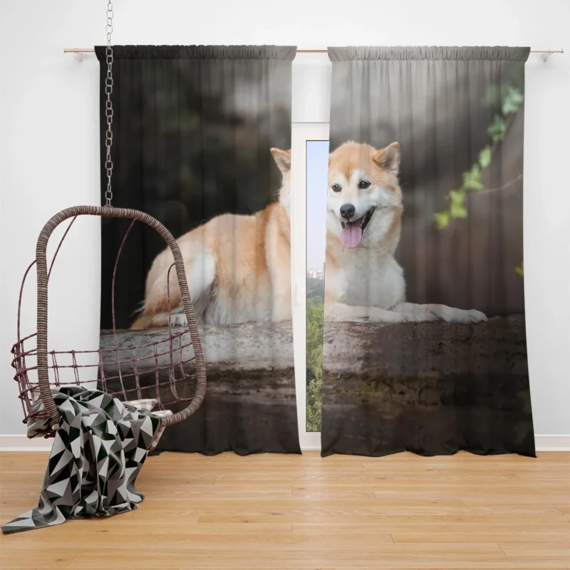 An Enchanting Ensemble: Shiba Inu Quartet Window Curtain