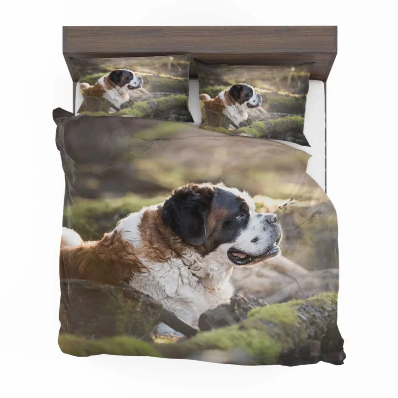 An Iconic Breed: St. Bernard Quartet Bedding Set 1