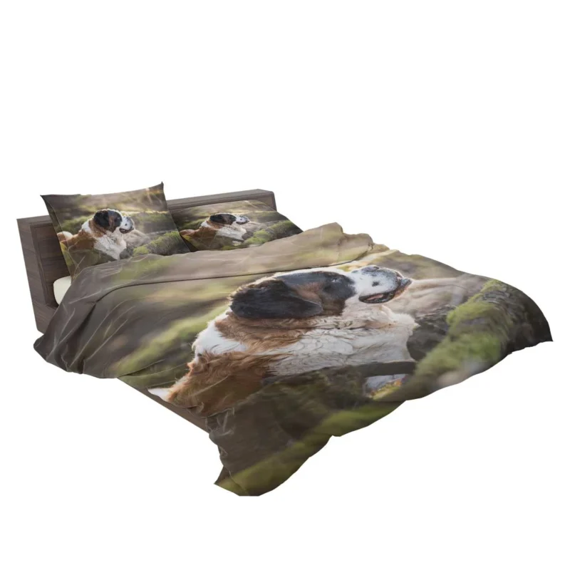 An Iconic Breed: St. Bernard Quartet Bedding Set 2