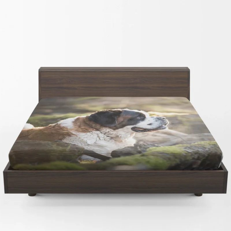 An Iconic Breed: St. Bernard Quartet Fitted Sheet 1