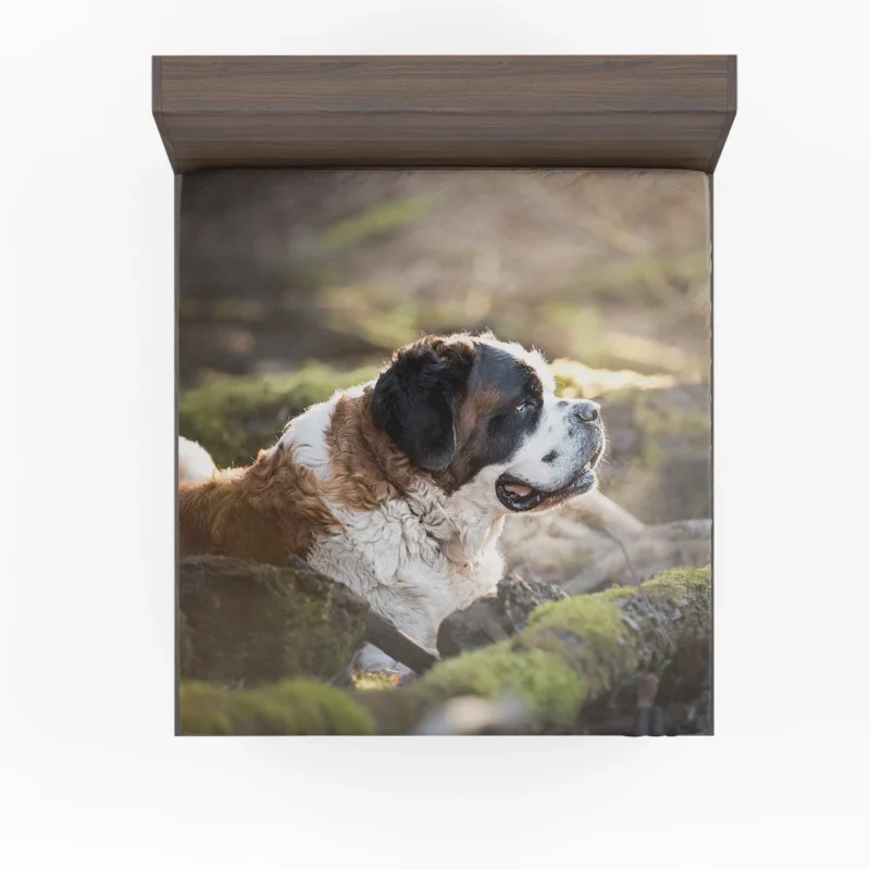 An Iconic Breed: St. Bernard Quartet Fitted Sheet