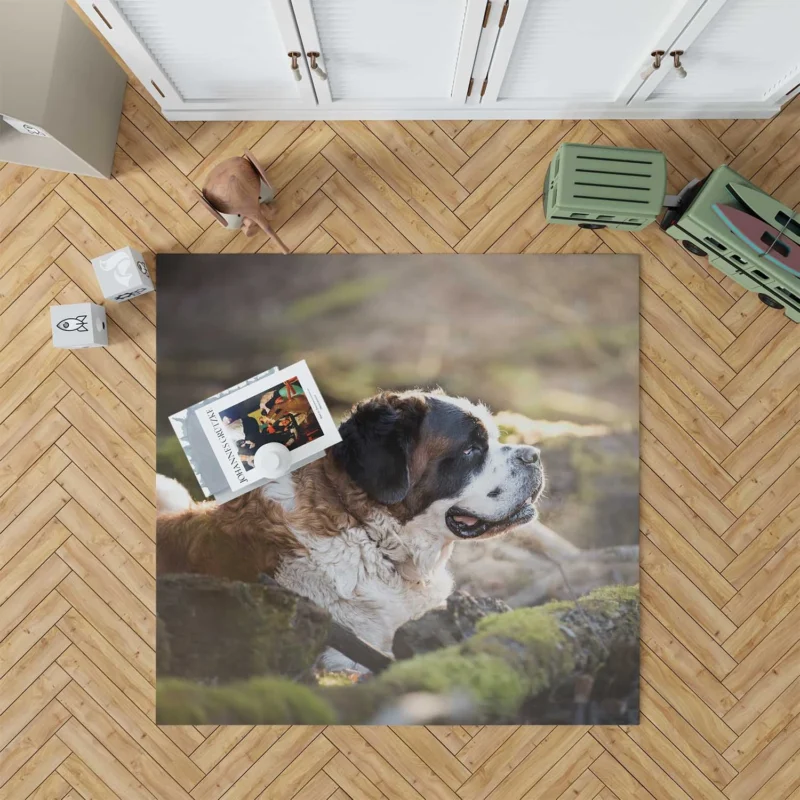 An Iconic Breed: St. Bernard Quartet Floor Rug