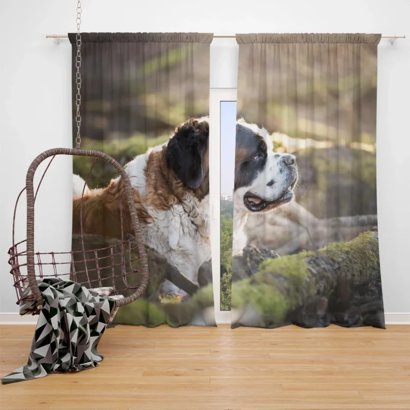 An Iconic Breed: St. Bernard Quartet Window Curtain