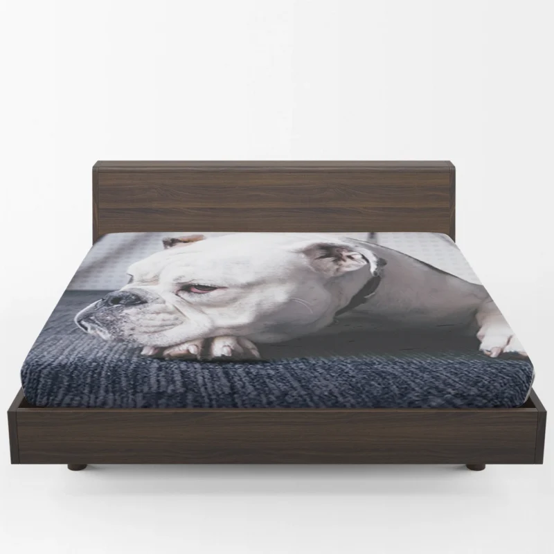 An Ode to Bulldog Beauty: Bulldog Quartet Fitted Sheet 1