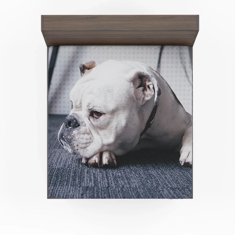 An Ode to Bulldog Beauty: Bulldog Quartet Fitted Sheet