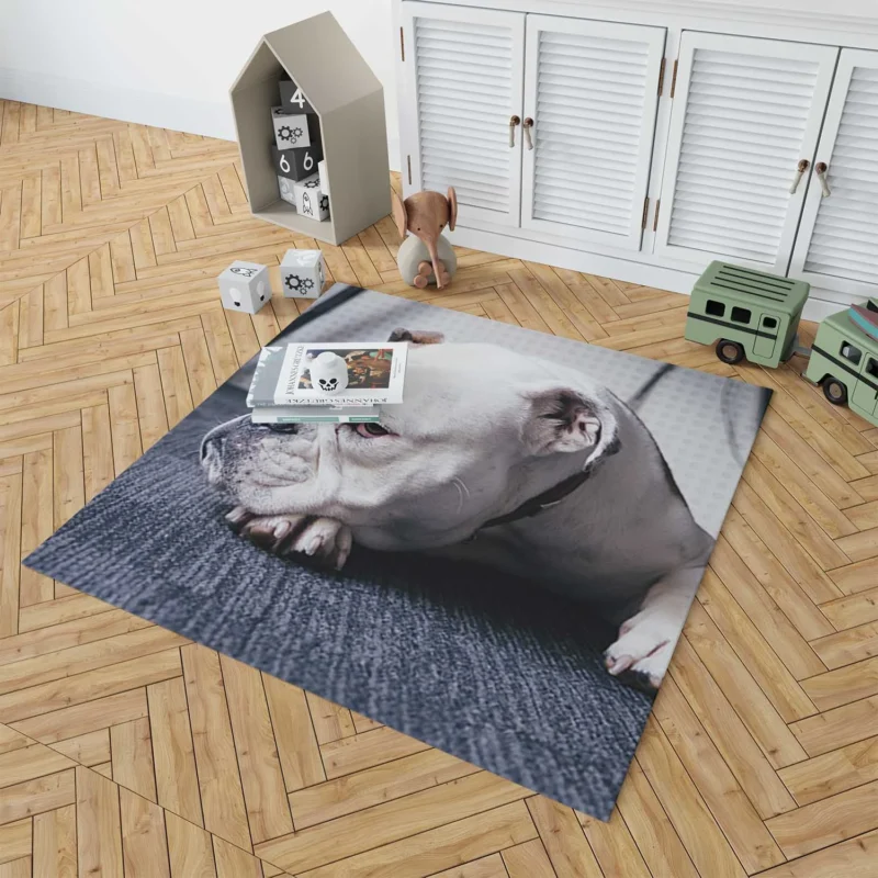 An Ode to Bulldog Beauty: Bulldog Quartet Floor Rug 1