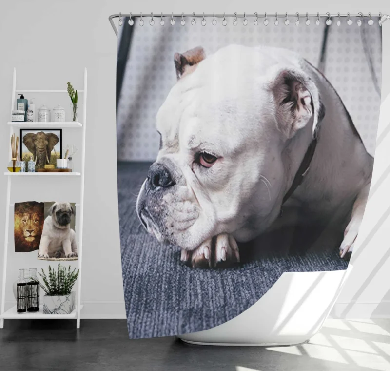 An Ode to Bulldog Beauty: Bulldog Quartet Shower Curtain