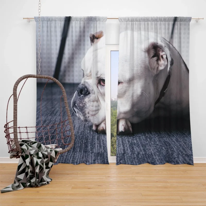 An Ode to Bulldog Beauty: Bulldog Quartet Window Curtain