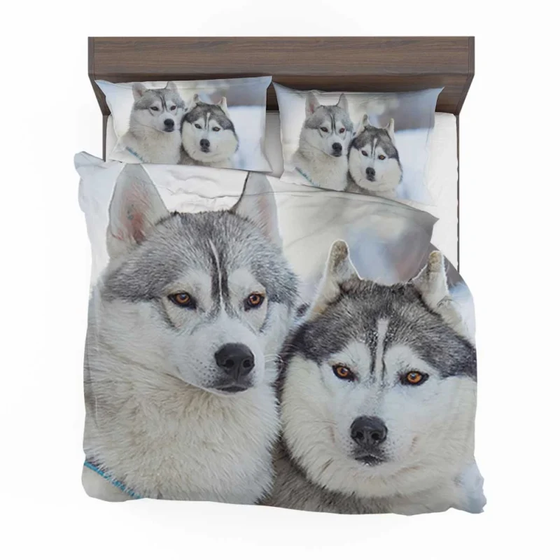 Arctic Companions: Alaskan Malamute and Husky Quartet Bedding Set 1