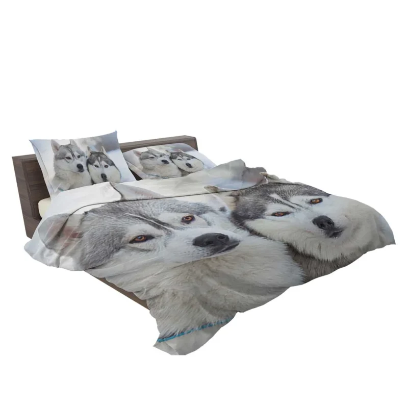 Arctic Companions: Alaskan Malamute and Husky Quartet Bedding Set 2