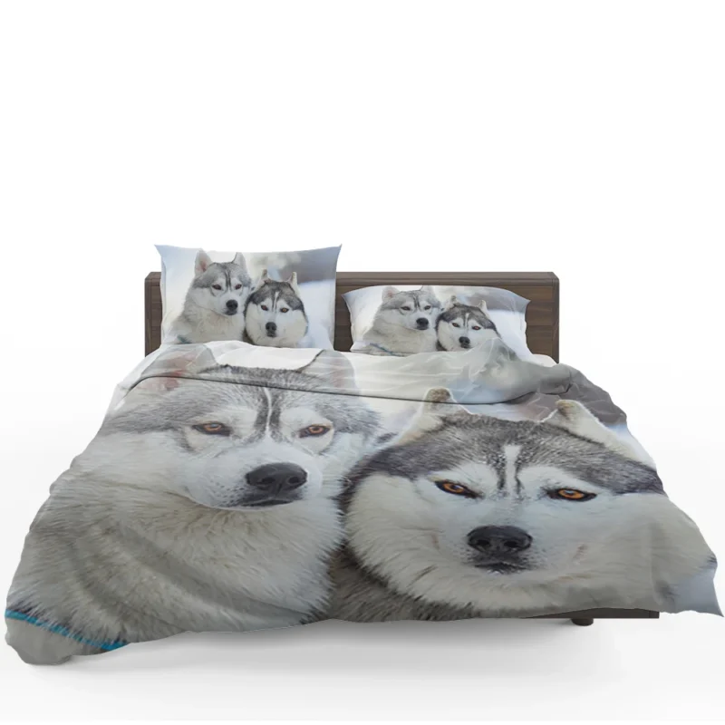 Arctic Companions: Alaskan Malamute and Husky Quartet Bedding Set