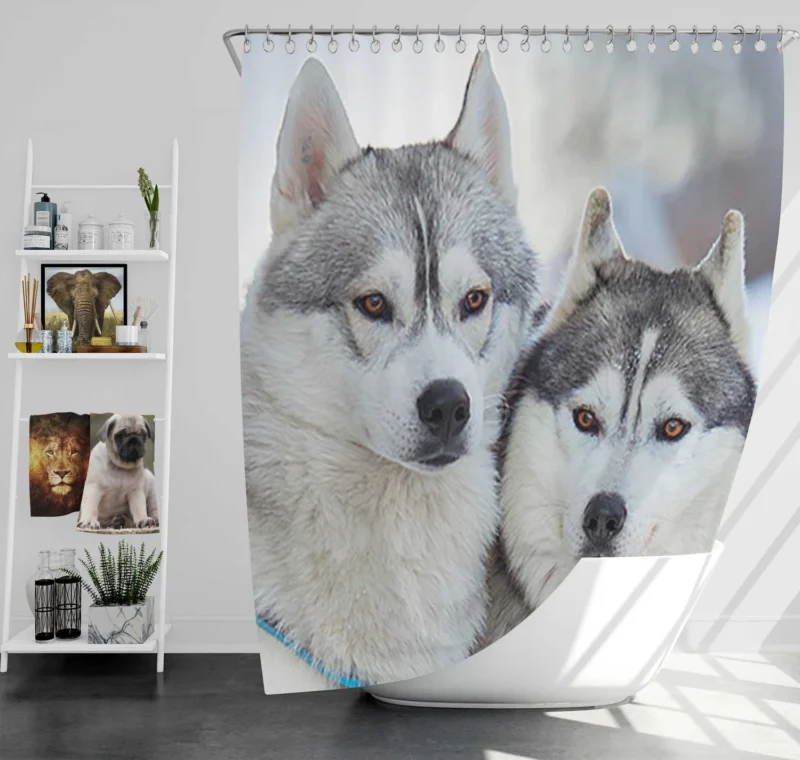 Arctic Companions: Alaskan Malamute and Husky Quartet Shower Curtain