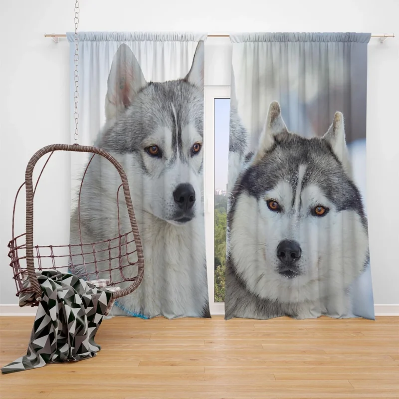 Arctic Companions: Alaskan Malamute and Husky Quartet Window Curtain